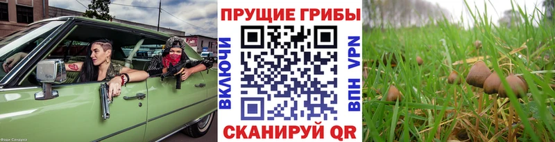 Галлюциногенные грибы прущие грибы Галич